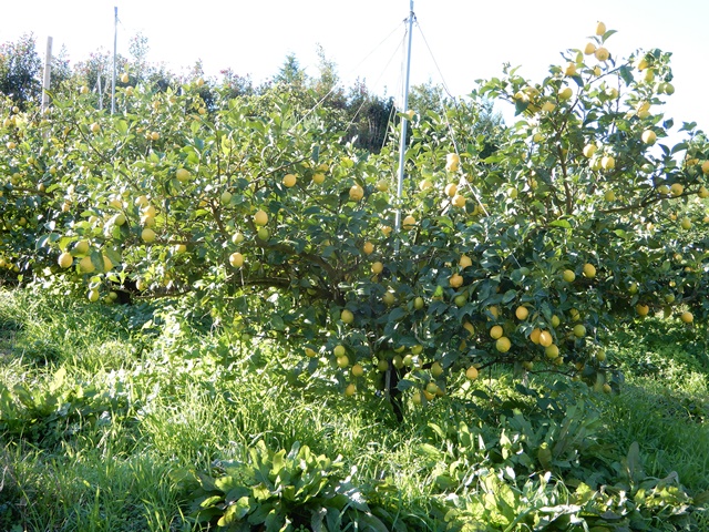 平岡農園　レモンの木