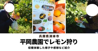 【口コミ】淡路島の平岡農園ではじめてのレモン狩り体験！ユーレカとマイヤーの2種類あり
