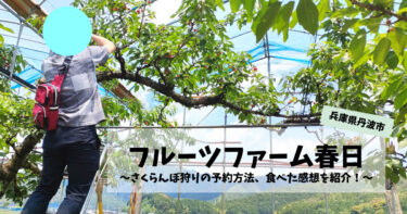 関西でさくらんぼ狩りなら「フルーツファーム春日（兵庫県丹波市）」３品種を食べ比べ