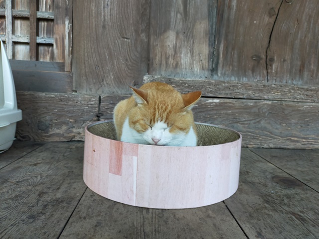 天橋立知恩寺の守護猫