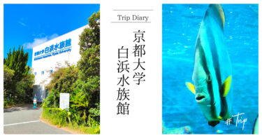 京都大学 白浜水族館へ行ってきました！