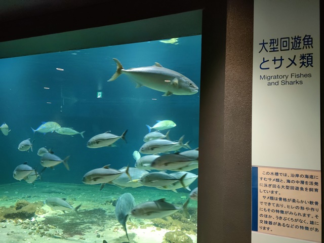 京都大学白浜水族館　大型回遊魚とサメ類