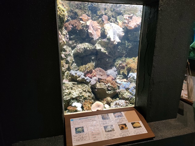 京都大学白浜水族館　サンゴ