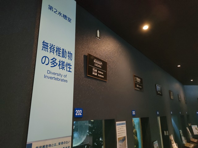 京都大学白浜水族館　　第二水槽室（無脊椎動物と多様性）