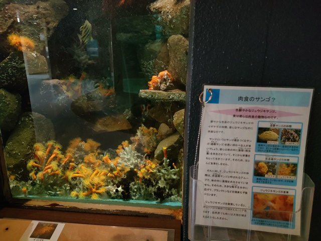 京都大学白浜水族館　肉食のサンゴ（ジュウジキサンゴ）