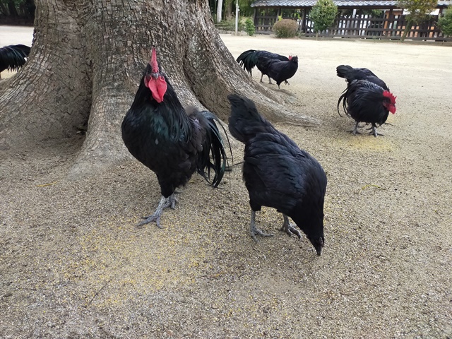 玉祖神社（山口県防府市）の境内にいた黒柏鶏