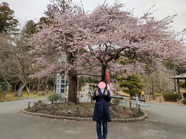 志波彦神社近くの四季桜