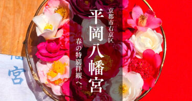 【京都】花の天井を観に『平岡八幡宮』春の特別拝観へ！白い椿も咲いていました！