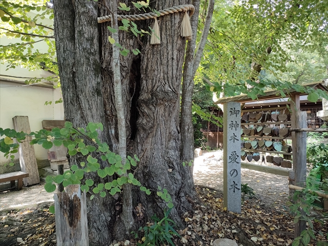 梨木神社（京都市上京区）桂