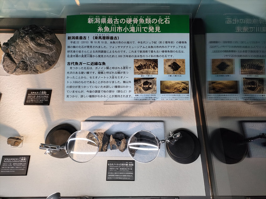 新潟県最古の硬骨魚類の化石