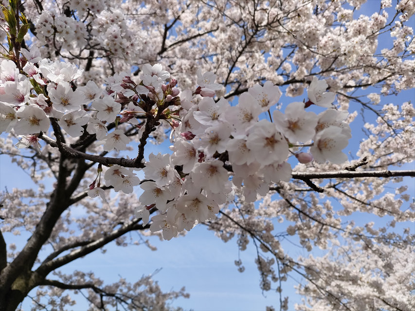 あさひ舟川「春の四重奏」桜