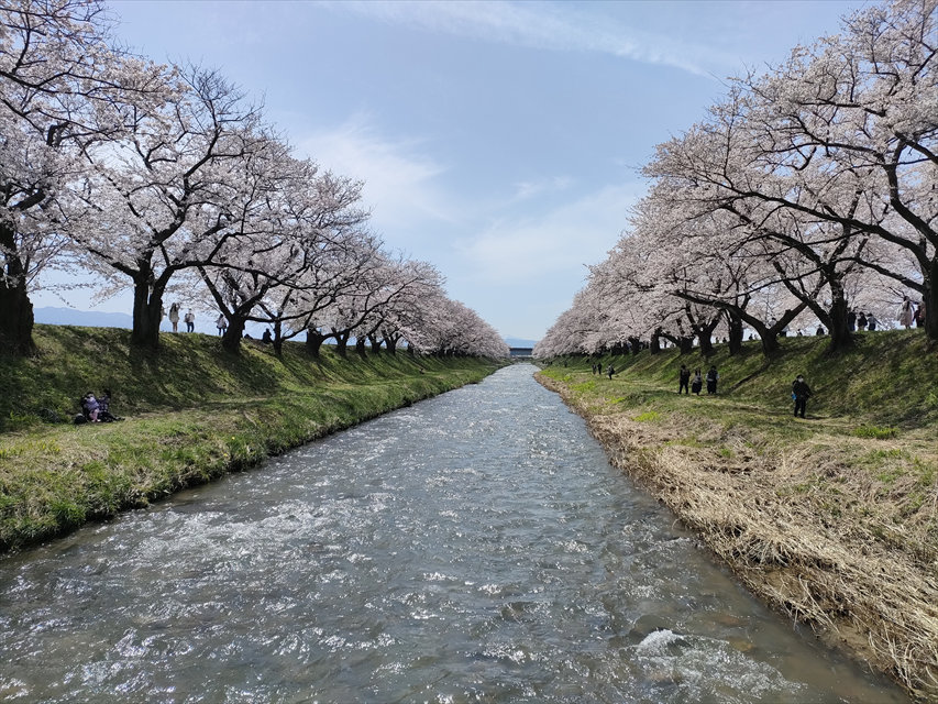 あさひ舟川「春の四重奏」桜並木