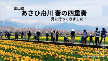 【富山県】あさひ舟川「春の四重奏」を見に行ってきました！（2024年4月中旬）