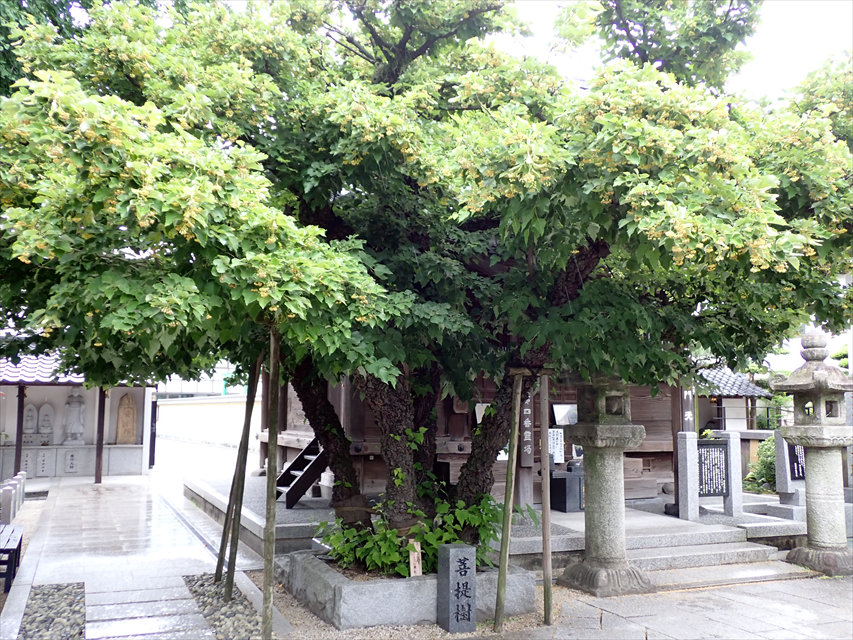 恵光院　菩提樹